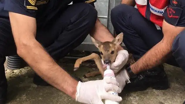 Jandarma kurtardığı karaca yavrusunu biberonla besledi