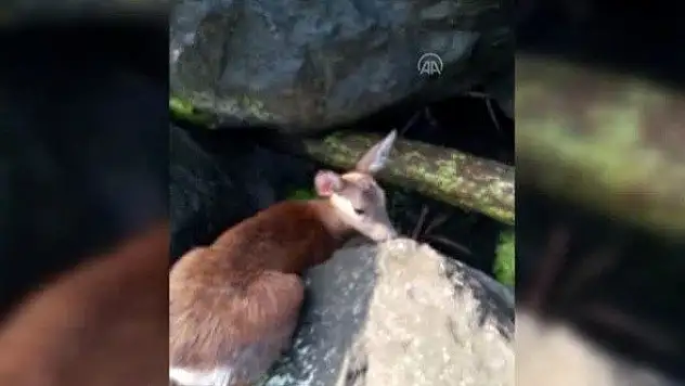 Kayalıklara sıkışan karacayı balıkçılar kurtardı
