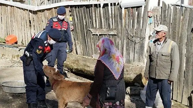 Evden çıkamayan çiftin hastalanan buzağısına jandarma şefkati