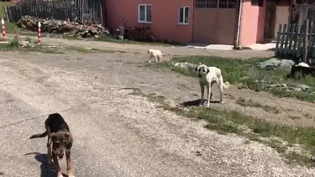Taşköprü'nün dağ köylerine çok sayıda köpek bırakıldığı iddiası
