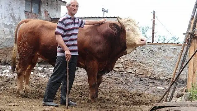 1 tonluk &quotTosun&quot 23 bin liradan görücüye çıkıyor