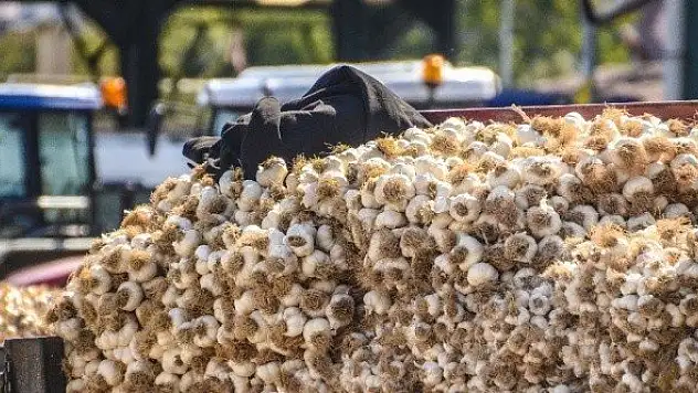 Coğrafi işaretli Taşköprü sarımsağı rağbet görüyor