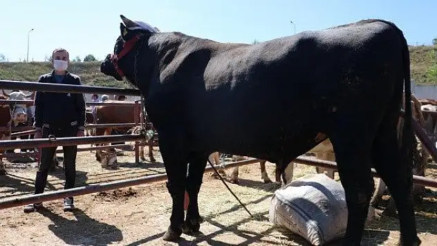 Kastamonu'da 1 tonluk boğa &quotŞampiyon&quot alıcısını bekliyor