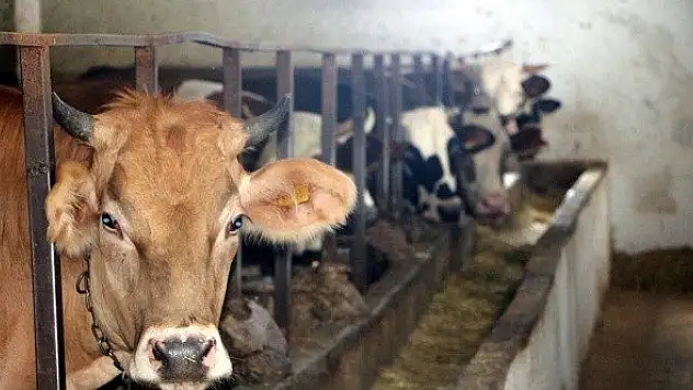 Kredi kartıyla veya taksitle kurban kesilir mi?