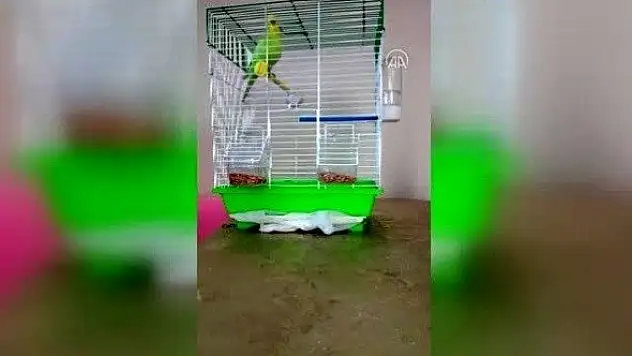 Muhabbet kuşu &quotPaşa&quotnın tezahüratı sosyal medyada ilgi görüyor