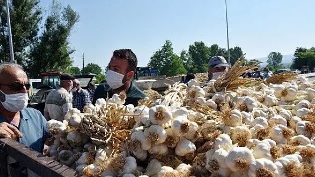 Taşköprü sarımsağı tezgahlardaki yerini aldı
