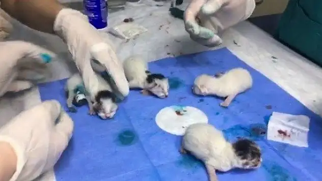 Yapışık dördüz kediler operasyonla birbirinden ayrıldı
