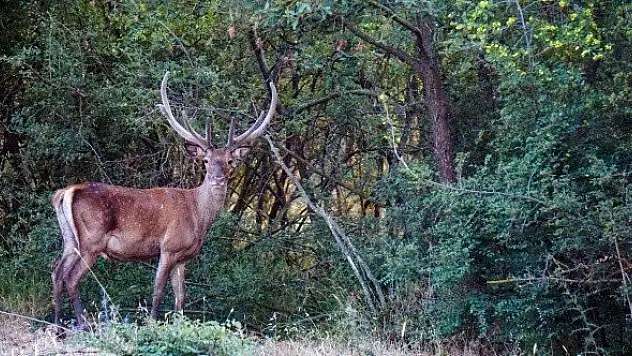 İhaleyle ava çıkarılan 7 geyik mahkeme kararıyla hayata tutundu
