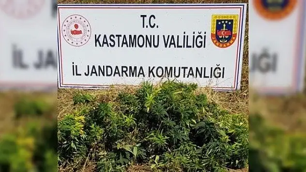 2 bin 200 kök kenevir ele geçirildi