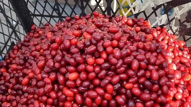 Hanönü'de kuşburnu ve kızılcıklar köylüler için gelir kapısı oldu