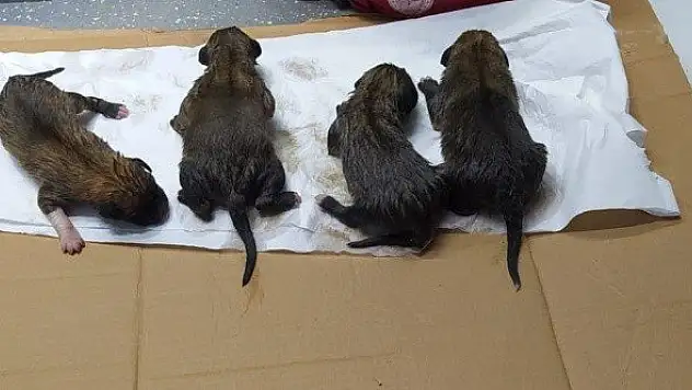 Kanala düşen 4 köpek yavrusu kurtarıldı