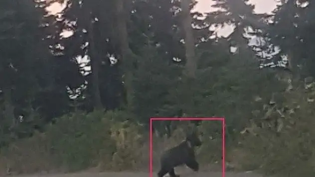 Yola inen ayı vatandaşlar tarafından fotoğraflandı