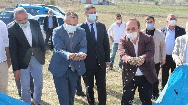 Devrekani'de ayçiçeğinin ilk hasadı gerçekleştirildi