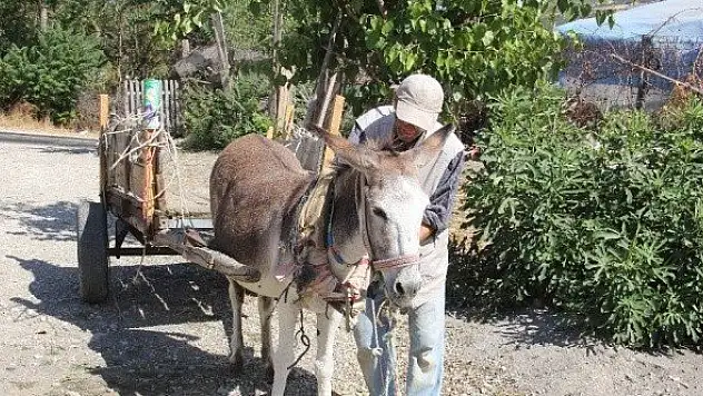 Hayatta tek sahip olduğu 'Kadife'siyle ailesini geçindiriyor