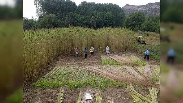 Kenevirden çeşitli eşyalar yaparak yurt dışına gönderiyor