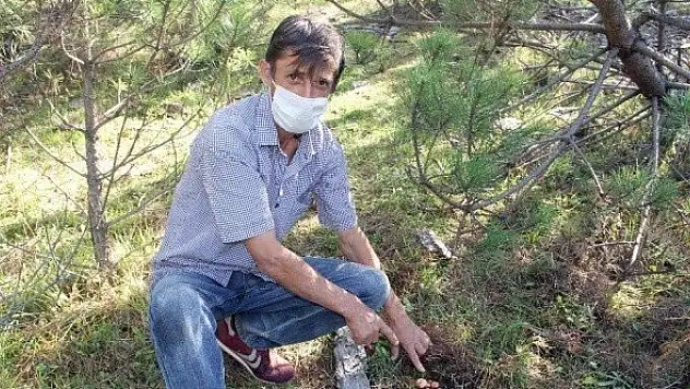 Ormanlık alanı sulayarak yetiştirdiği mantarlar yok satıyor