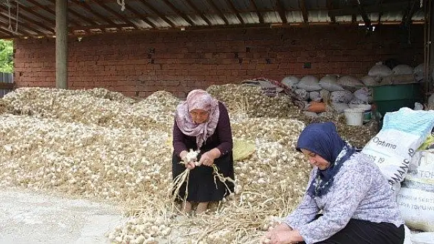 Sarımsak üreticileri uyardı! Fiyatlar artacak