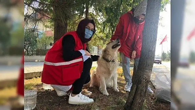 Türk Kızılay Kadın Kolları gönüllüleri sokak hayvanlarını besledi