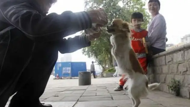 2 Ayaklı Doğan Köpek