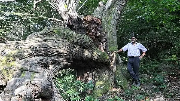 4 Asırlık Kestane Ağacı Korunmayı Bekliyor