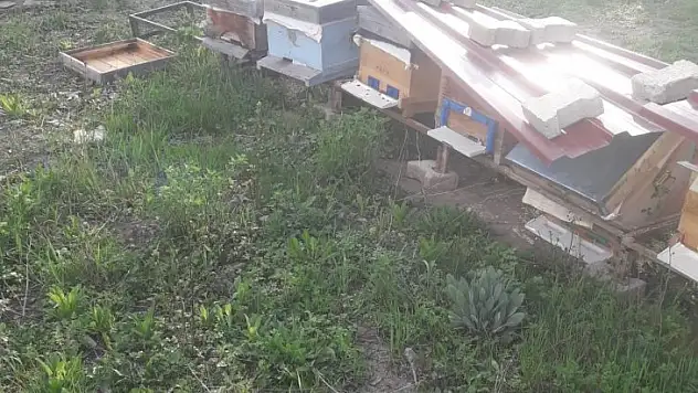 Aç ayılar arı kovanlarına musallat oldu