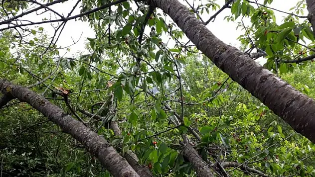 Aç kalan ayılar, kiraz ağaçlarına dadandı