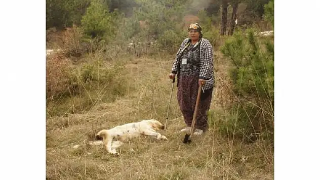 Aç Kalan Ayılar Mahalleye İndi