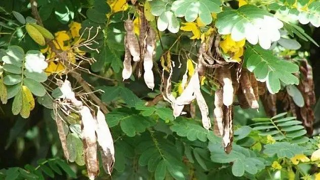 Açlık otu tüketenler dikkat