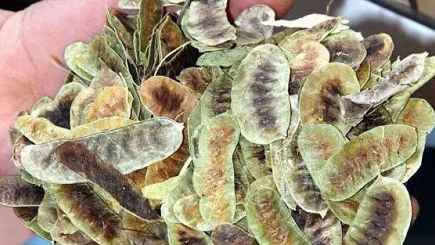 Açlık Otu Hazımsızlığa İyi Geliyor.