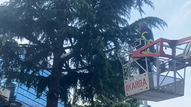 Yavru kedi kurtarıldı