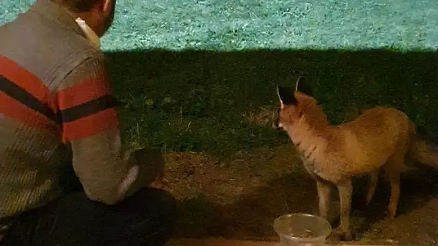 Aç kalan tilkiyi eliyle besledi