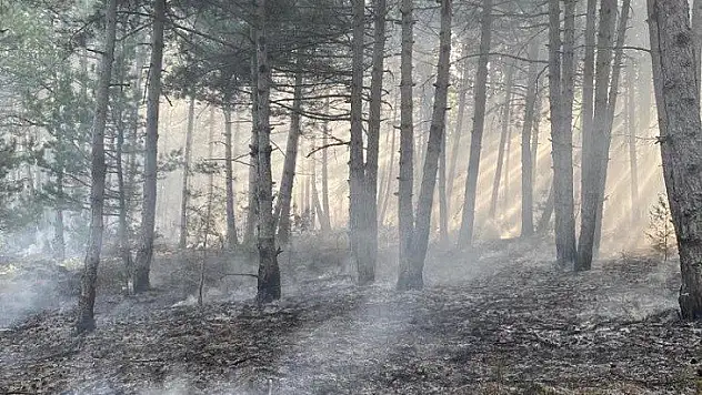 Araç'ta çıkan orman yangını kontrol altına alındı