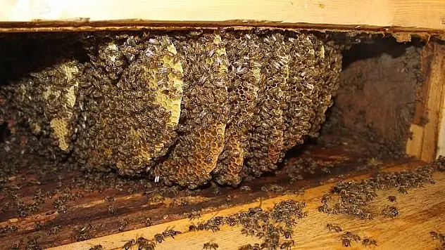 Arıcılık yapan aile 150 yıllık kovanlıkta bal üretiyor