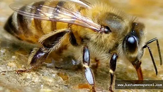 Arılar Sığırı Telef Etti