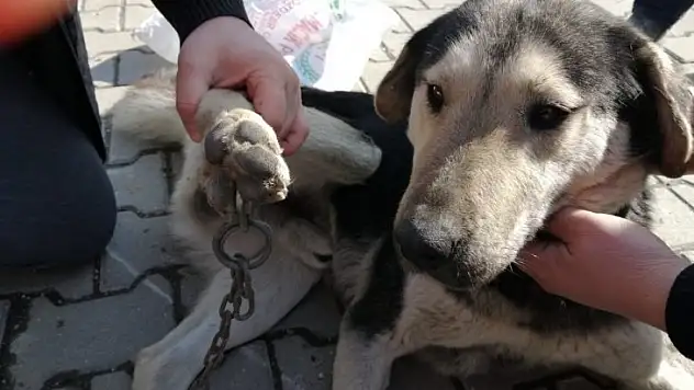 Ayağına zincir batan köpeği veteriner kurtardı