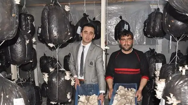 Azdavay'da İstiridye Mantarcılığı Başladı