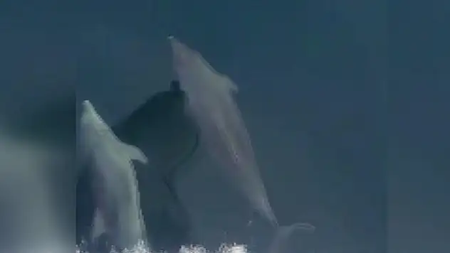 Balıkçı teknesine eşlik eden yunuslar