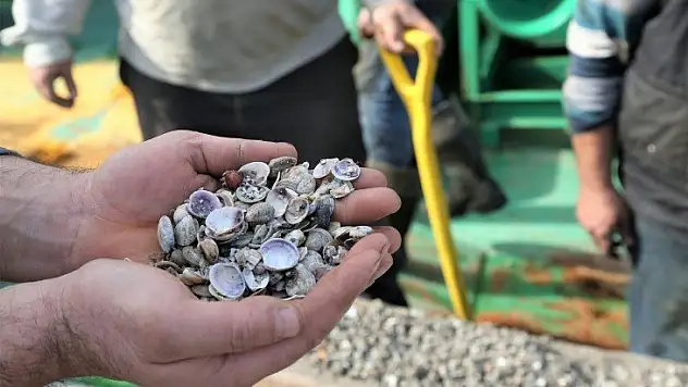 Balıkçılar 'kum midyesi' avlanma sahasının genişletilmesini istiyor