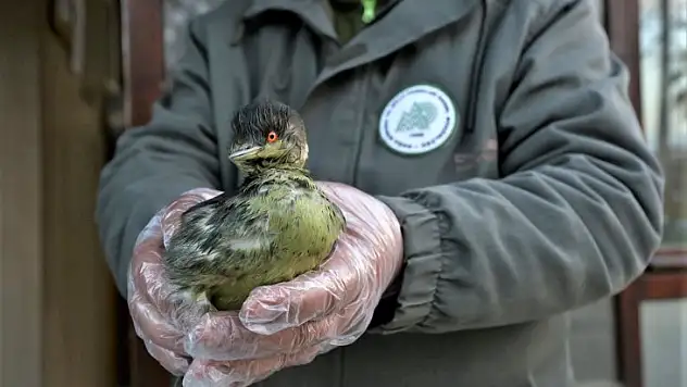 Batağan kuşu koruma altına alındı