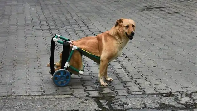 Tekerlekli düzenekle yeniden yürüdü