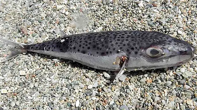 Bu balığı avlayana destek ödemesi yapılacak