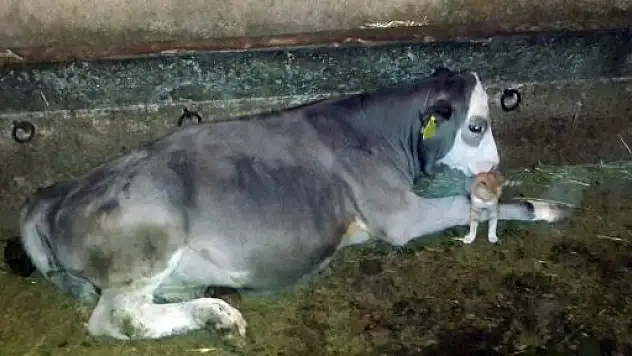 Buzağı ile Yavru Kedinin Süt Kardeşliği