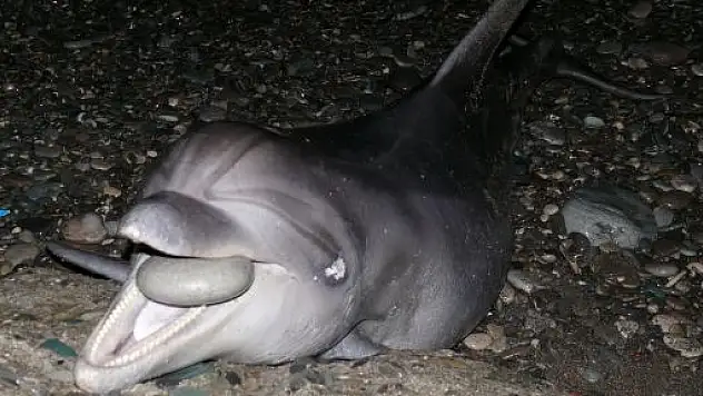 Çatalzeytin'de ölü yunus karaya vurdu