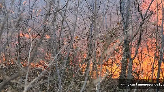 Çatalzeytin'de Orman Yangını