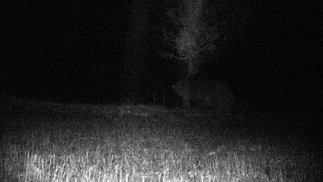 Ceset Yiyen Ayı Foto Kapana Yakalandı