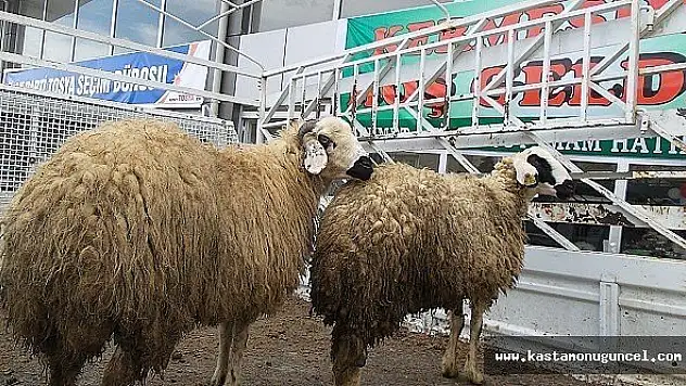 CHP'li Yenidünya, İmam Hatibe 2 Kurban Bağışladı