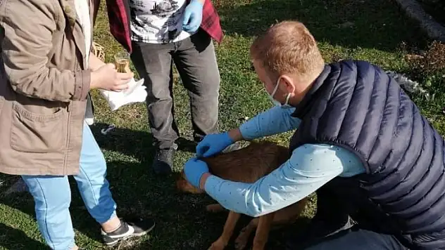 Cide'de sokak hayvanları aşılandı