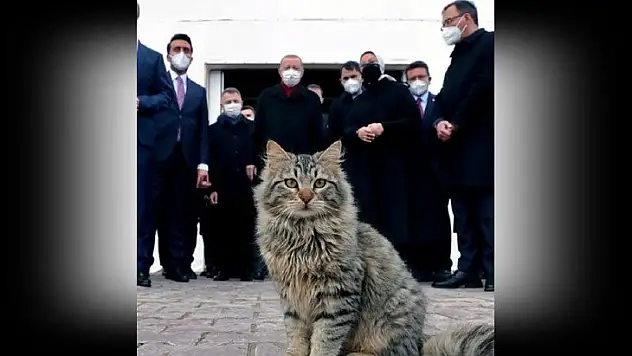 Cumhurbaşkanı Erdoğan Telegram ve BİP'te