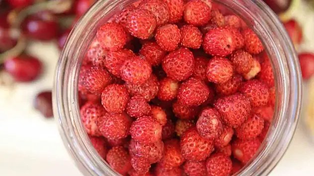 Dağlardan toplanıyor, kilogramı 50 TL'ye satılıyor