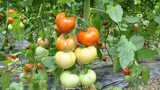 Domates üreticileri bu yıl fiyatlardan memnun